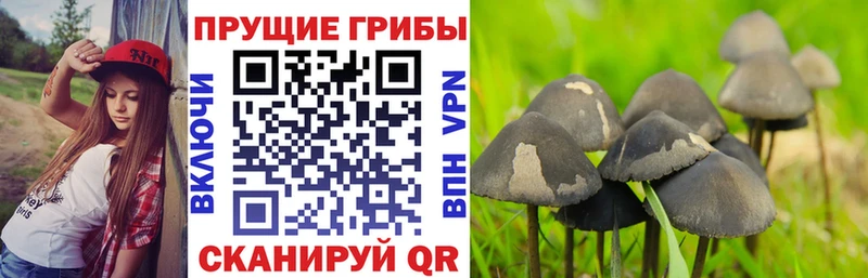Купить где  Макаров  Галлюциногенные грибы мицелий 